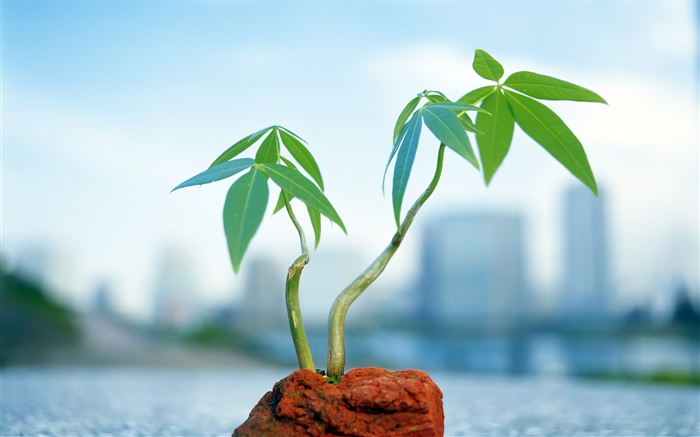 Small bonsai, background blur Wallpapers Pictures Photos Images
