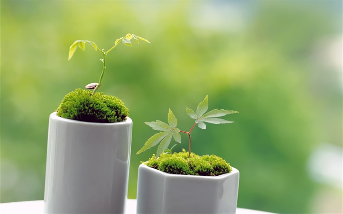 Small green bonsai, spring, sprout Wallpapers Pictures Photos Images