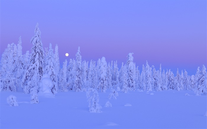 Snow-covered trees, winter, night, moon, Oulu Province, Finland Wallpapers Pictures Photos Images