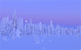 Snow-covered trees, winter, night, moon, Oulu Province, Finland HD wallpaper