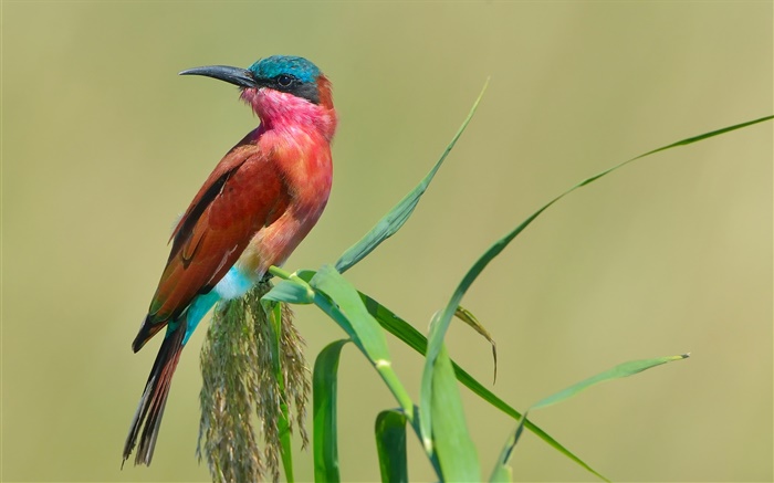 Southern carmine bee-eater, bird close-up Wallpapers Pictures Photos Images