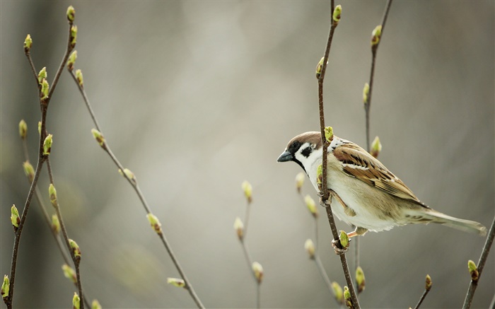 Sparrow, twigs, buds, spring Wallpapers Pictures Photos Images