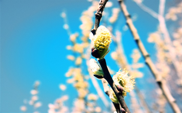 Spring, plant, twigs, buds Wallpapers Pictures Photos Images