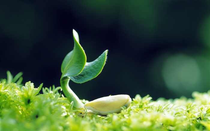 Spring, seed germination Wallpapers Pictures Photos Images
