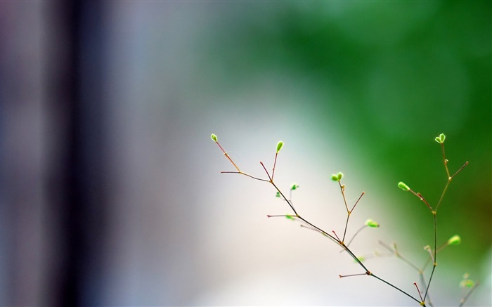 Spring, twigs, buds, bokeh Wallpapers Pictures Photos Images