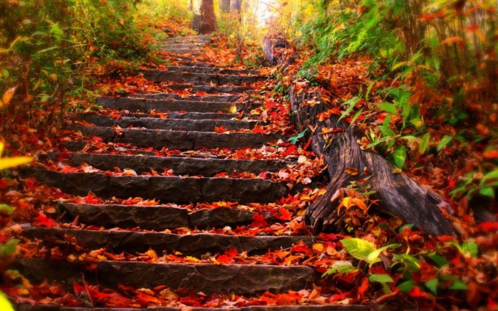 Stone stairs, red leaves, autumn Wallpapers Pictures Photos Images