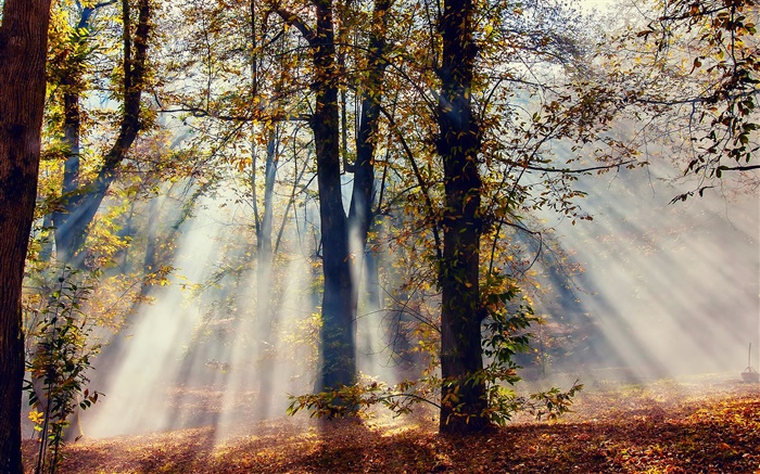 Sun rays, forest, trees, autumn Wallpapers Pictures Photos Images