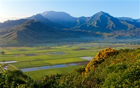 Taro fields, Hanalei Valley, Kauai, Hawaii HD wallpaper