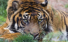 Tiger, face, eyes, grass HD wallpaper