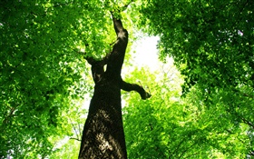Tree, green leaves, sun rays HD wallpaper