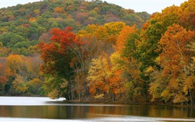Trees, river, autumn HD wallpaper