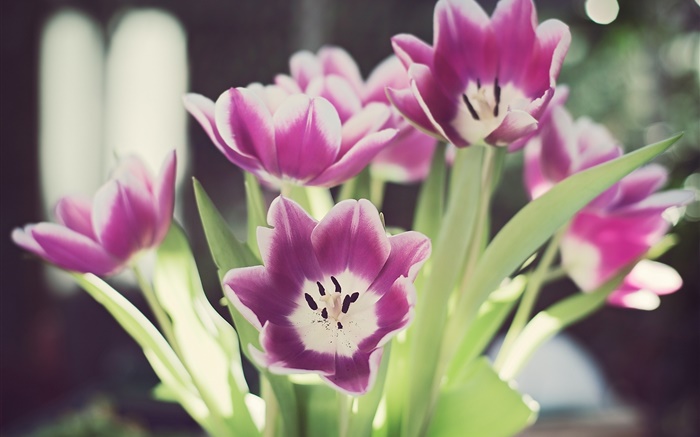 Tulip flowers, petals, glare, bokeh Wallpapers Pictures Photos Images