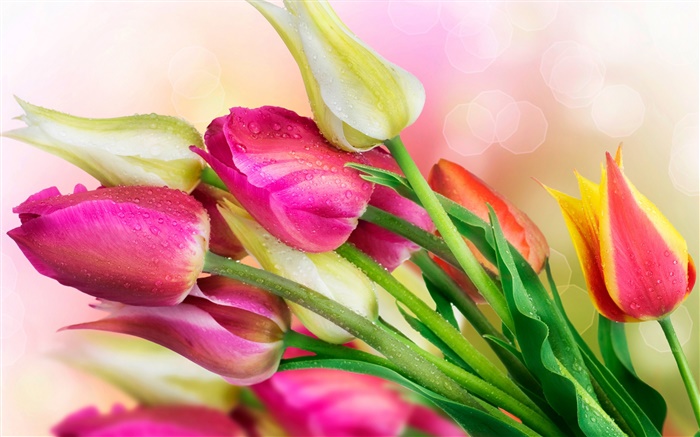 Tulips flowers, water droplets Wallpapers Pictures Photos Images