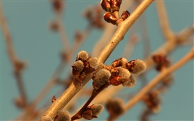Twigs, buds, spring, bokeh HD wallpaper
