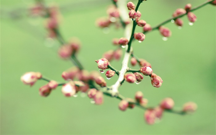 Twigs, pink flower buds, spring Wallpapers Pictures Photos Images