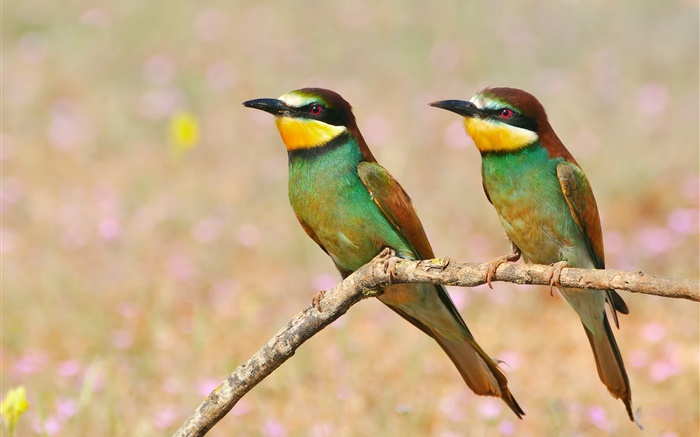 Two birds, tree branch Wallpapers Pictures Photos Images
