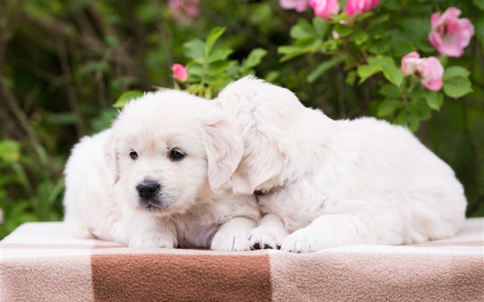 Two puppies, white dogs Wallpapers Pictures Photos Images