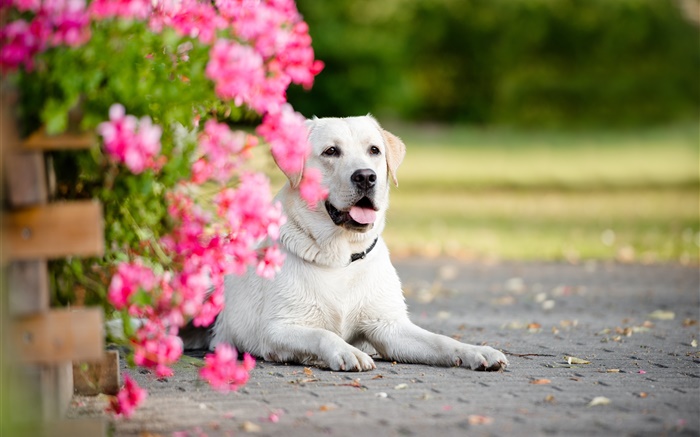 White dog, flowers Wallpapers Pictures Photos Images