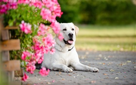 White dog, flowers HD wallpaper