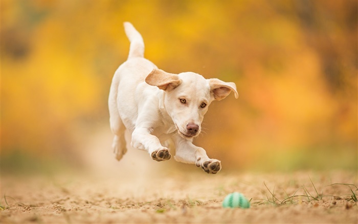 White dog, puppy, jump, play ball Wallpapers Pictures Photos Images