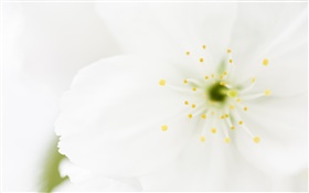 White flower petals close-up, macro photography HD wallpaper