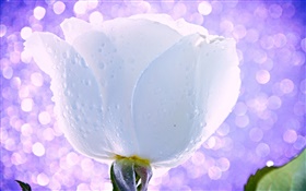 White flower, rose, water drops, dew, light, glare HD wallpaper