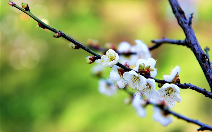White flowers, plum blossoms, spring Wallpapers Pictures Photos Images
