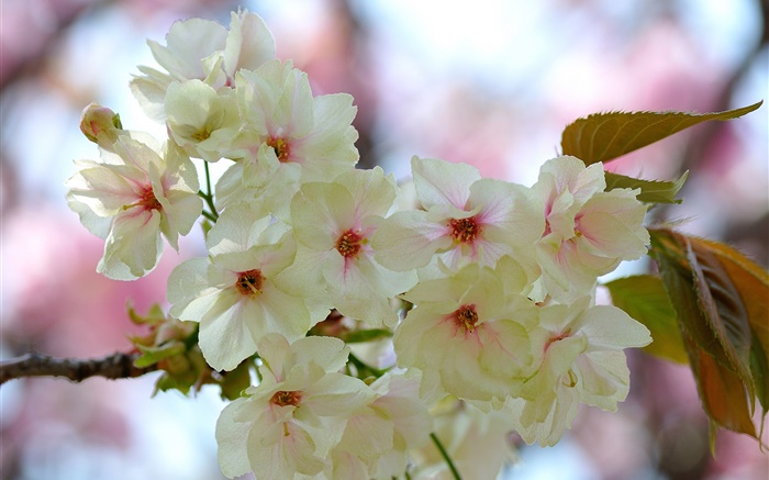 White pink petals, twigs, flowers, spring Wallpapers Pictures Photos Images