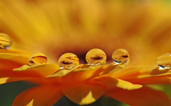 Yellow flower macro, petals, water drops Wallpapers Pictures Photos Images