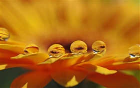 Yellow flower macro, petals, water drops