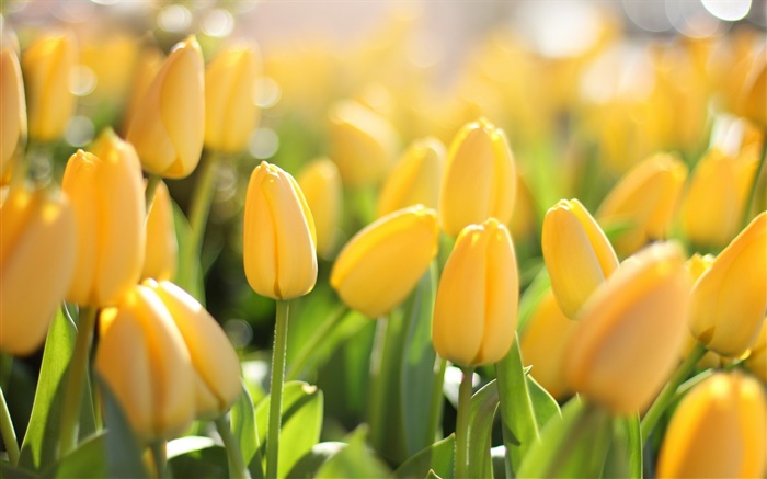 Yellow flowers, tulips, glare Wallpapers Pictures Photos Images