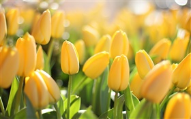 Yellow flowers, tulips, glare HD wallpaper