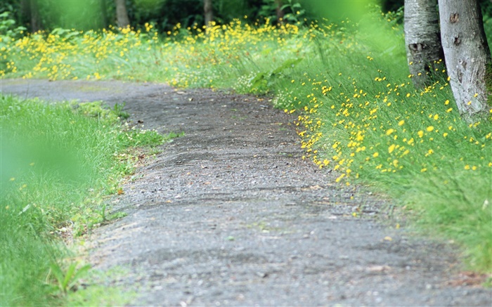 Yellow wildflowers, path, blurry Wallpapers Pictures Photos Images