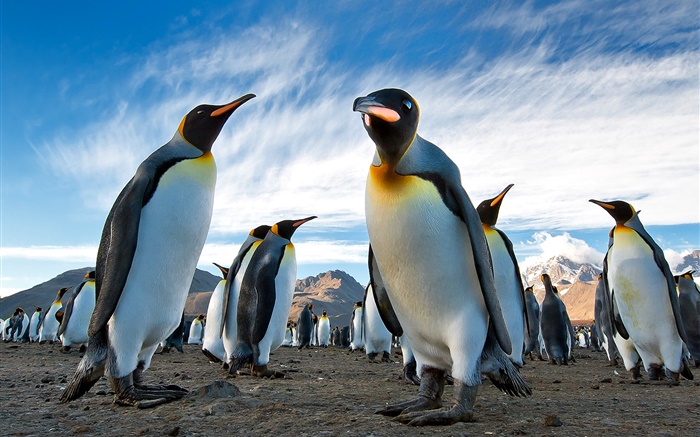 Animals close-up, penguins, sky, clouds Wallpapers Pictures Photos Images