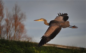Bird close-up, heron, flying, wings, dusk