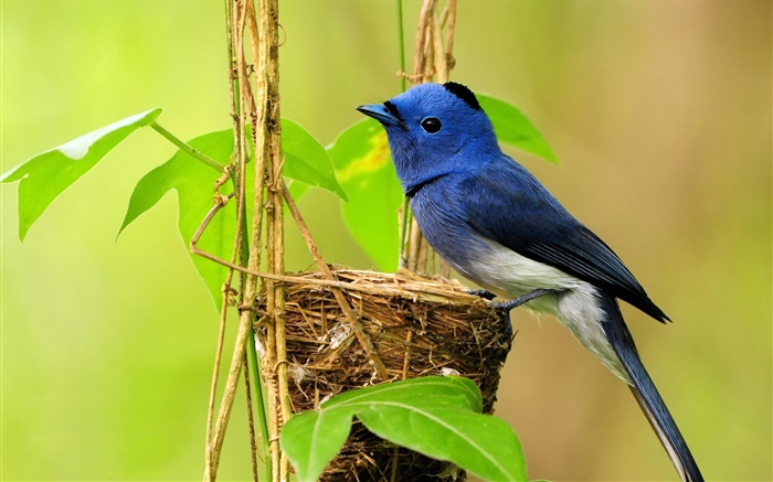 Blue bird, nest, leaves Wallpapers Pictures Photos Images