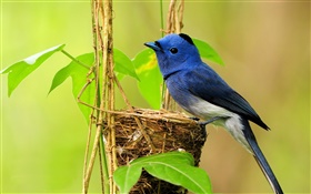 Blue bird, nest, leaves