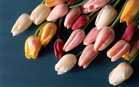 Budding flowers, tulips HD wallpaper