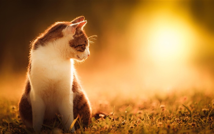 Cat at sunset Wallpapers Pictures Photos Images
