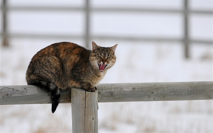 Cat in winter, fence, snow, cold Wallpapers Pictures Photos Images