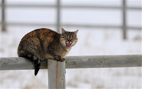 Cat in winter, fence, snow, cold