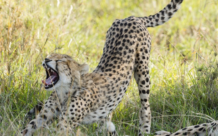 Cheetah close-up, savanna Wallpapers Pictures Photos Images