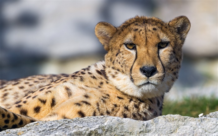 Cheetah, face, eyes, rest Wallpapers Pictures Photos Images