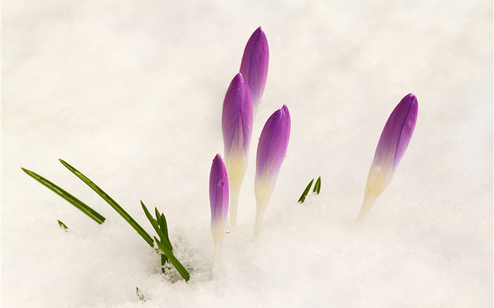 Crocus, snow, purple flowers Wallpapers Pictures Photos Images