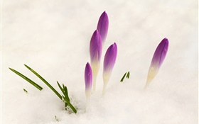 Crocus, snow, purple flowers