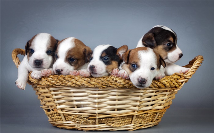 Five puppies, basket Wallpapers Pictures Photos Images
