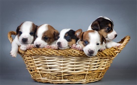 Five puppies, basket