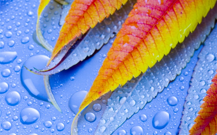 Leaf with water drops Wallpapers Pictures Photos Images