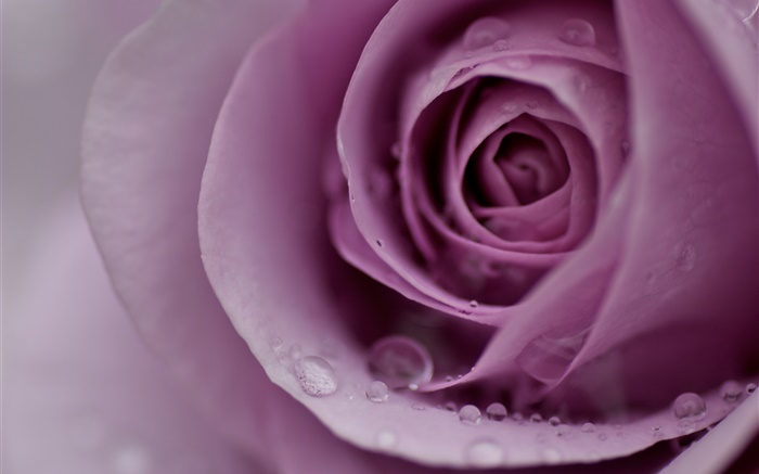 Light purple rose, flower petals, water drops, close-up Wallpapers Pictures Photos Images
