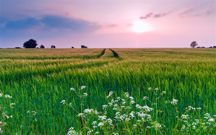 Nature scenery, field, grass, flowers, summer, sunset Wallpapers Pictures Photos Images
